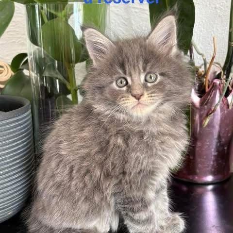 Superbes chatons maine coon #1