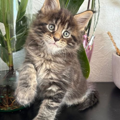 Superbes chatons maine coon #2