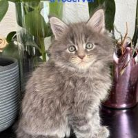 Superbes chatons maine coon #1