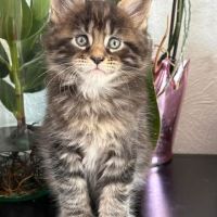 Superbes chatons maine coon #0