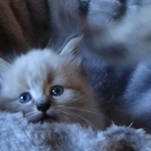 Ravissants chatons sibériens #1