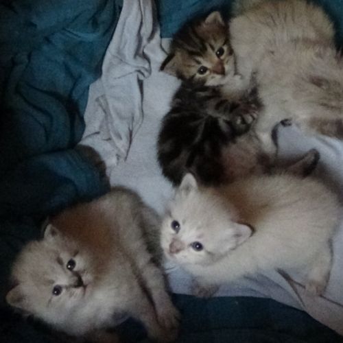 Ravissants chatons sibériens #1