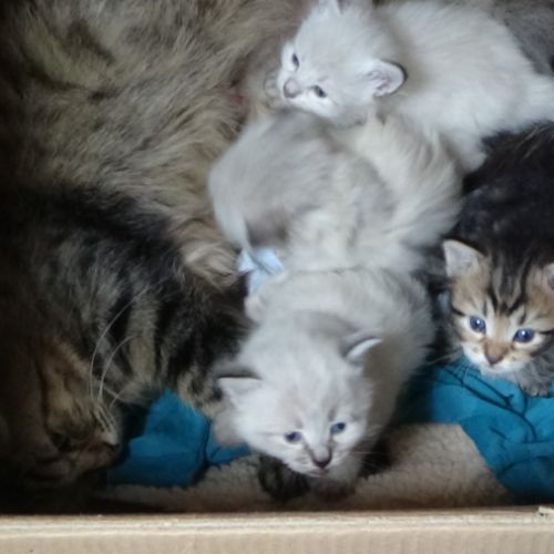 Ravissants chatons sibériens #2