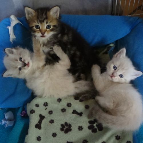 Ravissants chatons sibériens