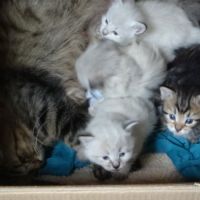 Ravissants chatons sibériens #2
