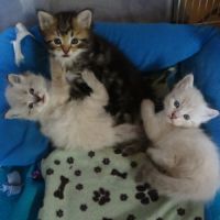 Ravissants chatons sibériens