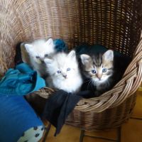 Ravissants chatons sibériens #5