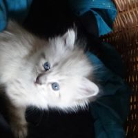 Ravissants chatons sibériens #6