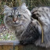 Ravissants chatons sibériens