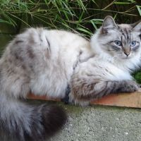 Ravissants chatons sibériens #4