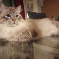Ravissants chatons sibériens #9