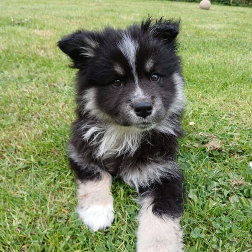 Magnifiques chiots finnois de laponie #3