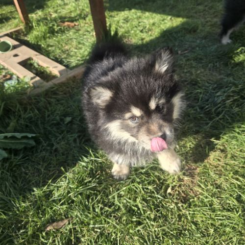 Magnifiques chiots finnois de laponie #4