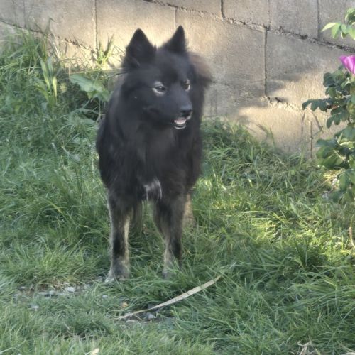 Magnifiques chiots finnois de laponie #6