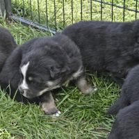 Magnifiques chiots finnois de laponie #2