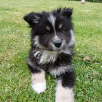 Magnifiques chiots finnois de laponie #3