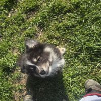 Magnifiques chiots finnois de laponie #5