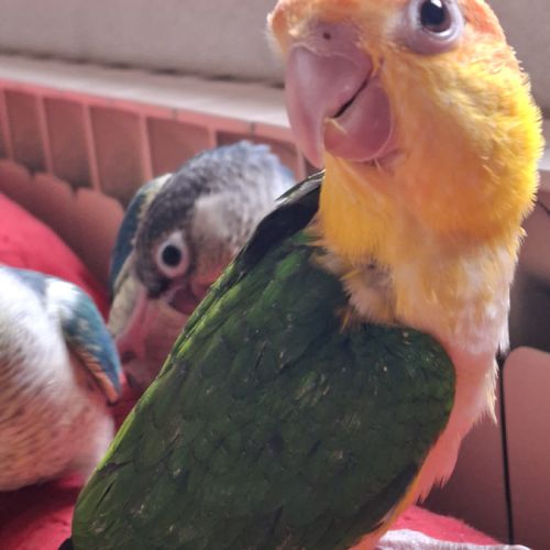 Caique ventre blanc eam #1