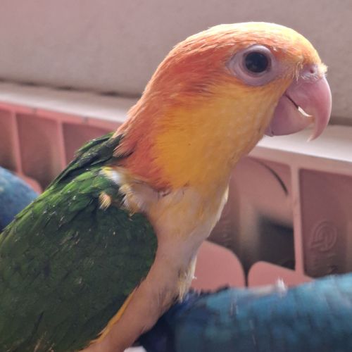 Caique ventre blanc eam #2