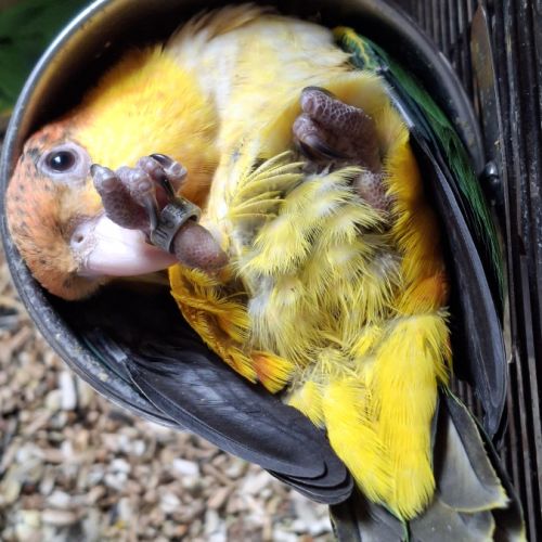 Caique ventre blanc eam