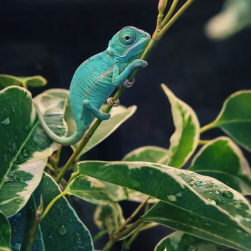 Magnifique bébé chamaeleo calyptratus #2