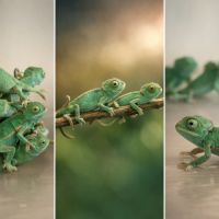 Magnifique bébé chamaeleo calyptratus #0