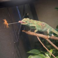 Magnifique bébé chamaeleo calyptratus #3