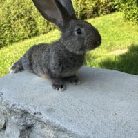 Lapin géant des flandres