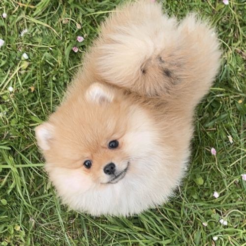 Spitz nain pomeranien #1