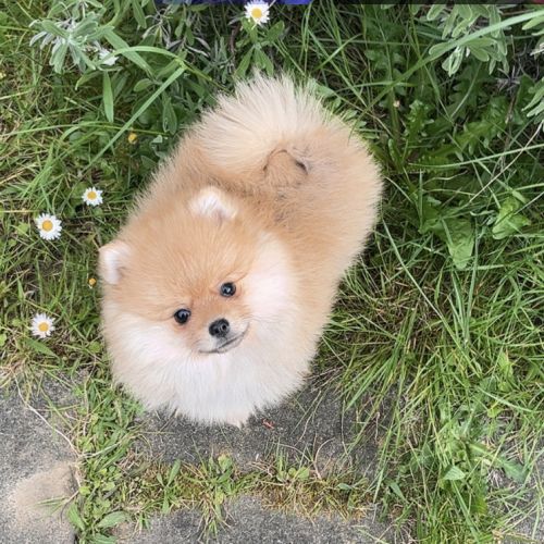 Spitz nain pomeranien #0