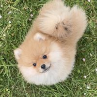 Spitz nain pomeranien #1