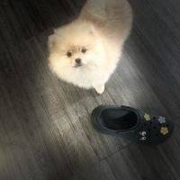 Spitz nain pomeranien