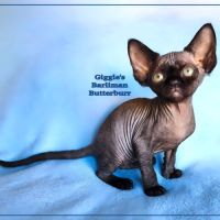 Un petit mâle noir devon rex #1