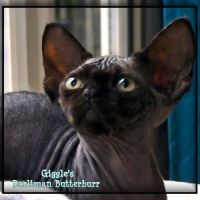 Un petit mâle noir devon rex