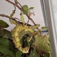 Phasmes scorpion #2