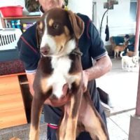 Toby, grand besoin d'un foyer avec un autre chien #3