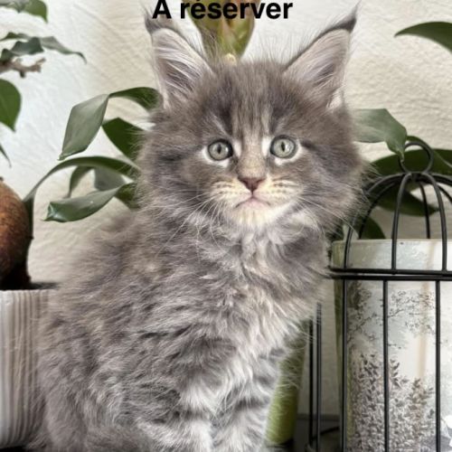 Chatons maine coon #3