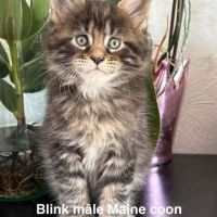 Chatons maine coon