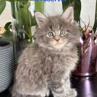 Chatons maine coon #2