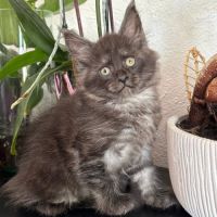 Magnifique chaton maine coon #2