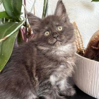 Magnifique chaton maine coon #3