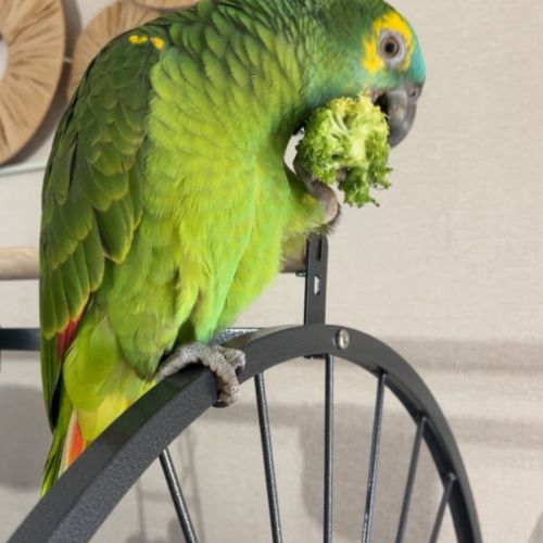 Recherche perroquet amazone femelle