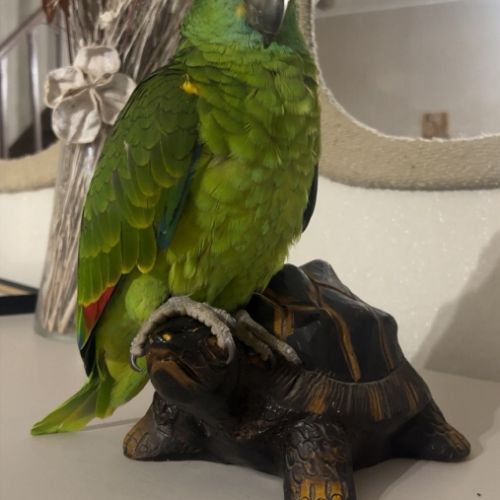 Recherche perroquet amazone femelle #2