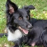 Chien gaia à l adoption #2