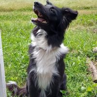 Chien gaia à l adoption