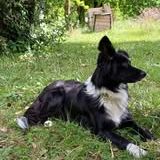 Chien gaia à l adoption #3