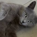 Chat oria à l adoption #2