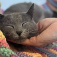 Chat oria à l adoption