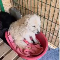Lady sunshine, issu d'un sauvetage, à l'adoption