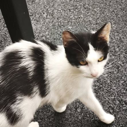 Chat kum kum à l adoption